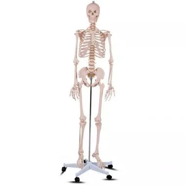 Anatómiai csontváz modell állvánnyal