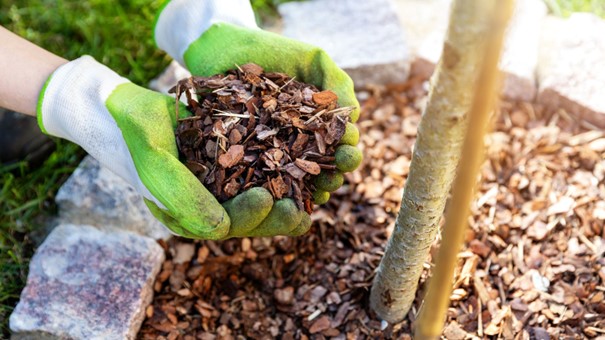 A talajtakarót egyenletesen terítsd le kesztyűs kézzel, vagy használj gereblyét!